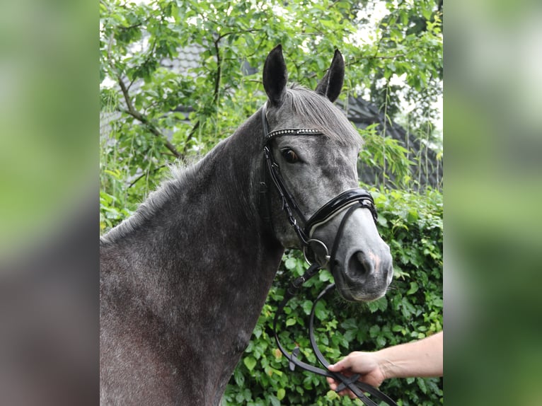 Cavallo sportivo irlandese Giumenta 5 Anni 162 cm Grigio ferro in Nettetal