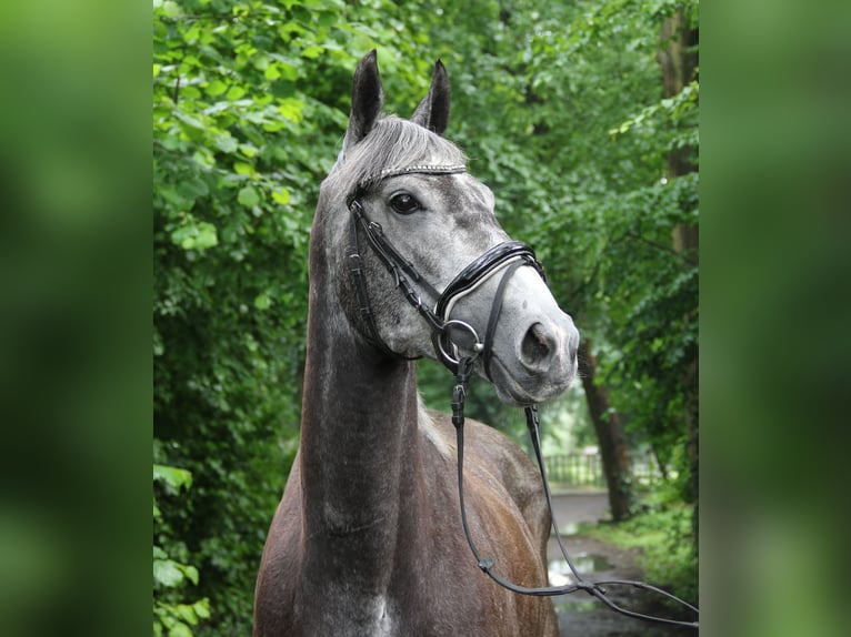 Cavallo sportivo irlandese Giumenta 5 Anni 162 cm Grigio ferro in Nettetal