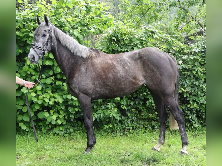 Cavallo sportivo irlandese Giumenta 5 Anni 162 cm Grigio ferro in Nettetal