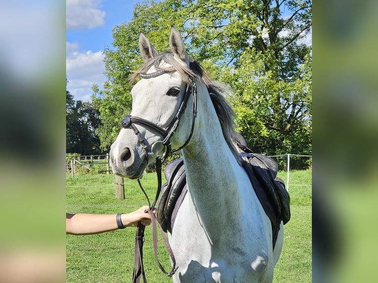 Cavallo sportivo irlandese Giumenta 5 Anni 162 cm Grigio pezzato in Nettetal