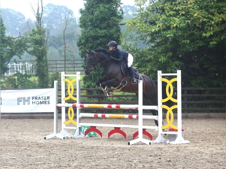 Cavallo sportivo irlandese Giumenta 5 Anni 163 cm Baio ciliegia in Sligo