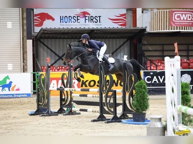 Cavallo sportivo irlandese Giumenta 5 Anni 163 cm Baio scuro in Monaghan