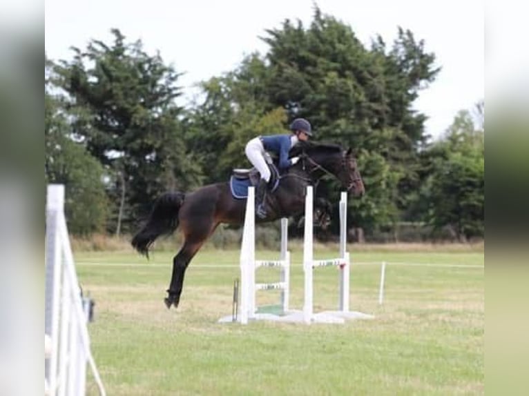 Cavallo sportivo irlandese Giumenta 5 Anni 163 cm Baio scuro in Monaghan