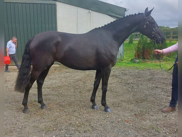 Cavallo sportivo irlandese Giumenta 5 Anni 163 cm Morello in Swinford