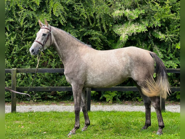 Cavallo sportivo irlandese Giumenta 5 Anni 164 cm Grigio in Belmont