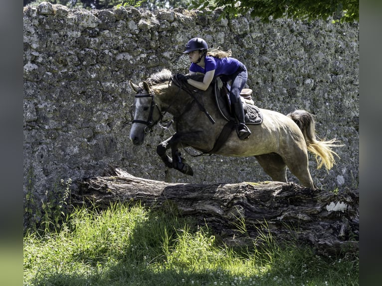 Cavallo sportivo irlandese Giumenta 5 Anni 164 cm Grigio in Belmont