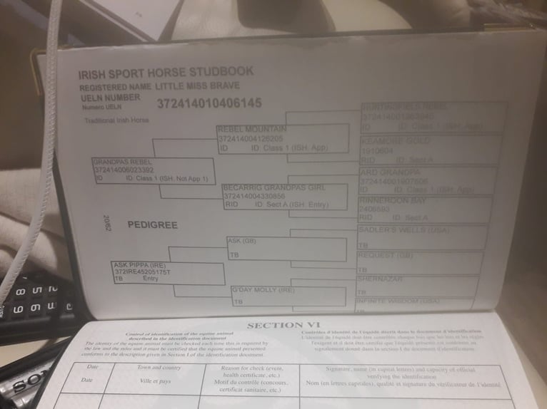 Cavallo sportivo irlandese Giumenta 5 Anni 165 cm Baio in NeuchingNeuching