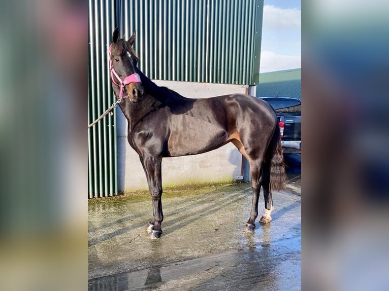 Cavallo sportivo irlandese Giumenta 5 Anni 165 cm Baio in Sligo