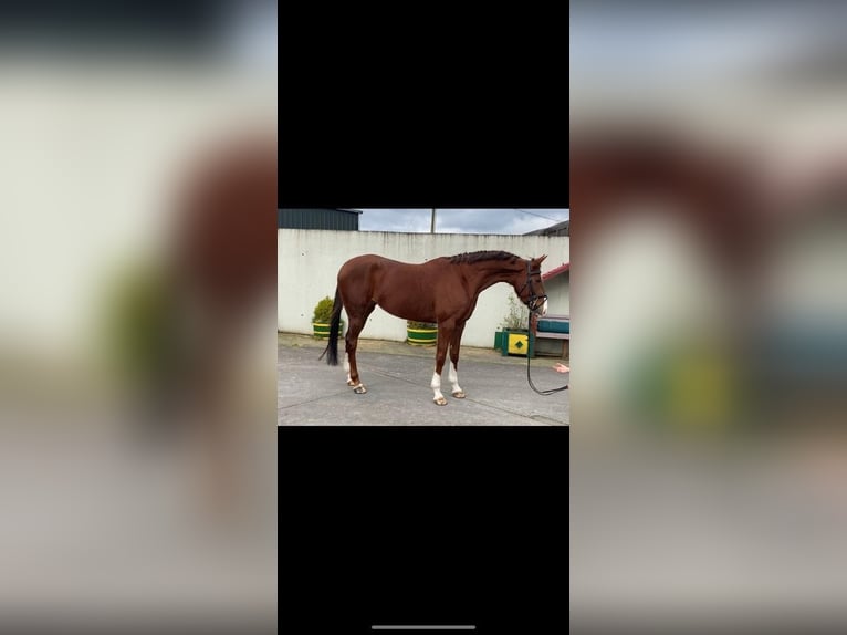 Cavallo sportivo irlandese Giumenta 5 Anni 166 cm Sauro in coolrain