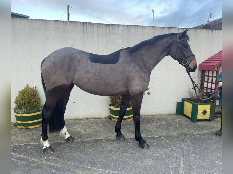 Cavallo sportivo irlandese Giumenta 5 Anni 167 cm Baio in Coolrain