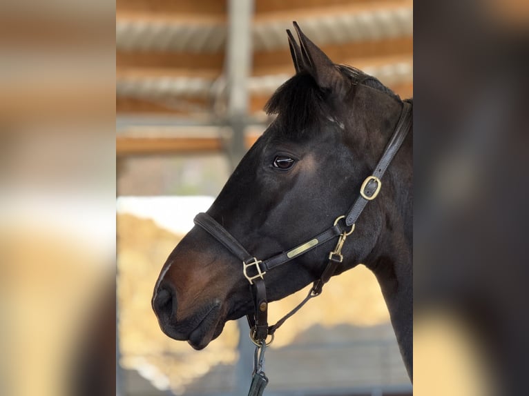 Cavallo sportivo irlandese Giumenta 5 Anni 167 cm Baio nero in Buchen (Odenwald)