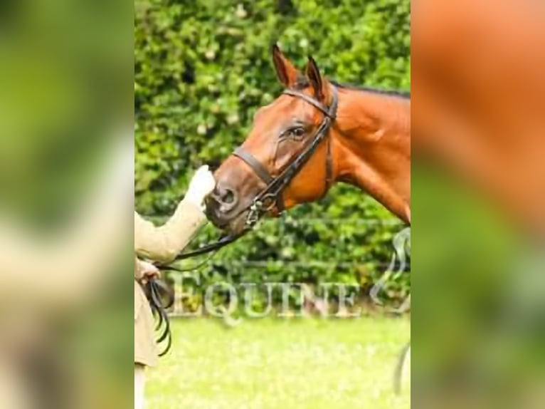 Cavallo sportivo irlandese Giumenta 5 Anni 168 cm Baio ciliegia in wexford