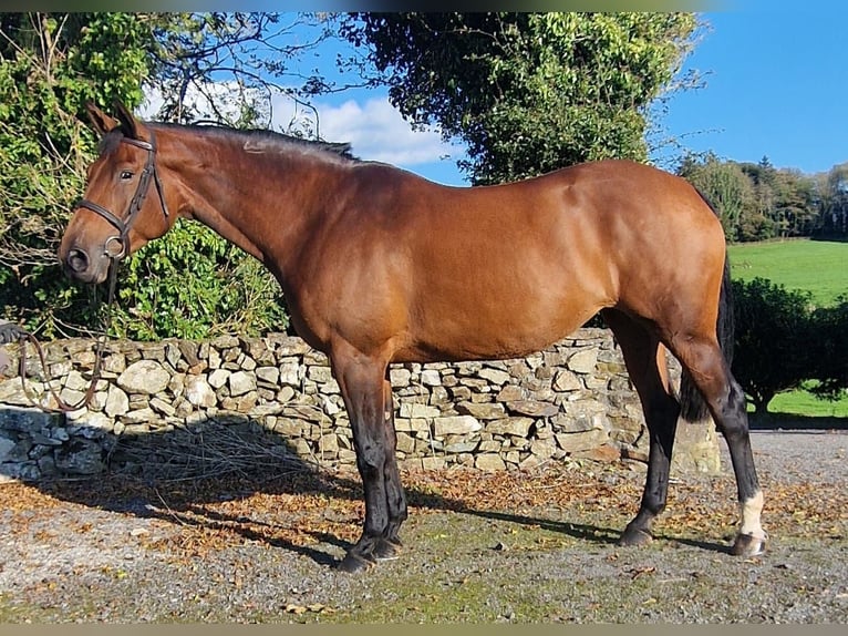 Cavallo sportivo irlandese Giumenta 5 Anni 168 cm Baio ciliegia in wexford