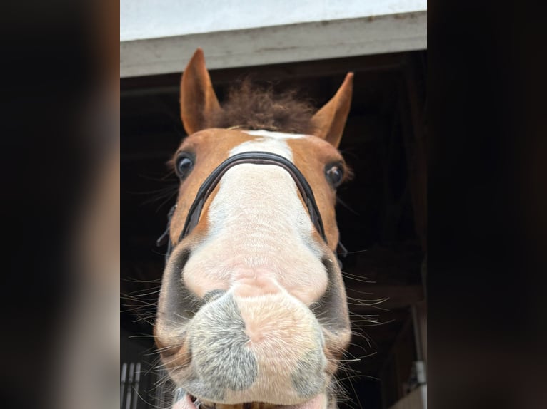 Cavallo sportivo irlandese Giumenta 5 Anni 168 cm Sauro in Gummern