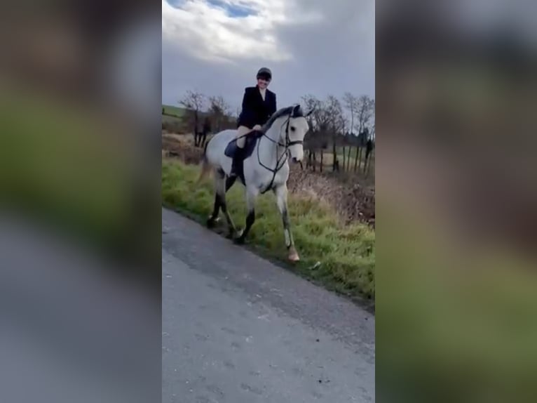 Cavallo sportivo irlandese Giumenta 5 Anni 170 cm Grigio in aughnacliffe