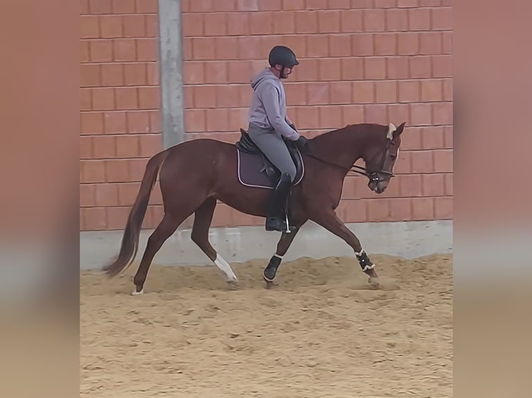 Cavallo sportivo irlandese Giumenta 5 Anni 170 cm Sauro in Lage