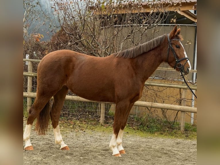 Cavallo sportivo irlandese Giumenta 5 Anni 170 cm Sauro scuro in Gummern