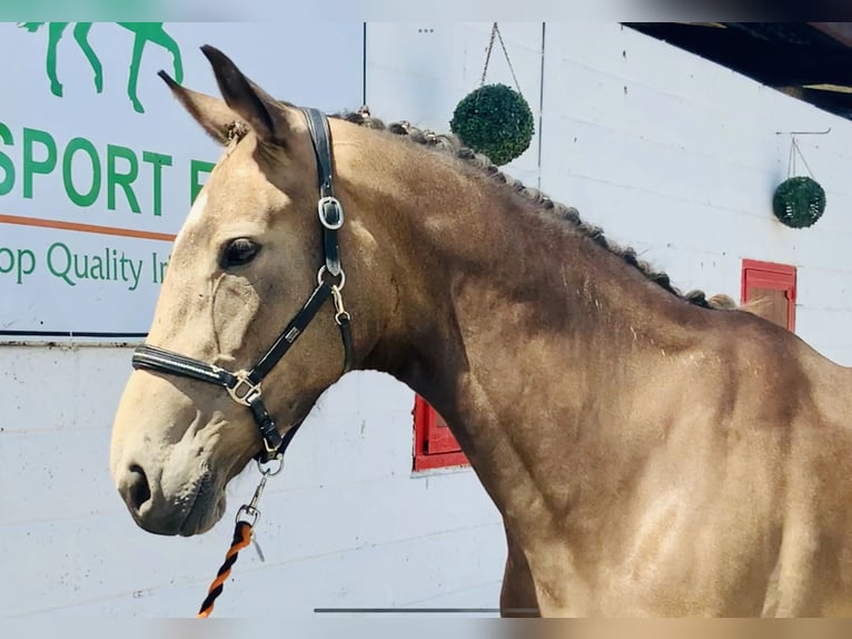 Cavallo sportivo irlandese Giumenta 5 Anni Pelle di daino in Ardlea