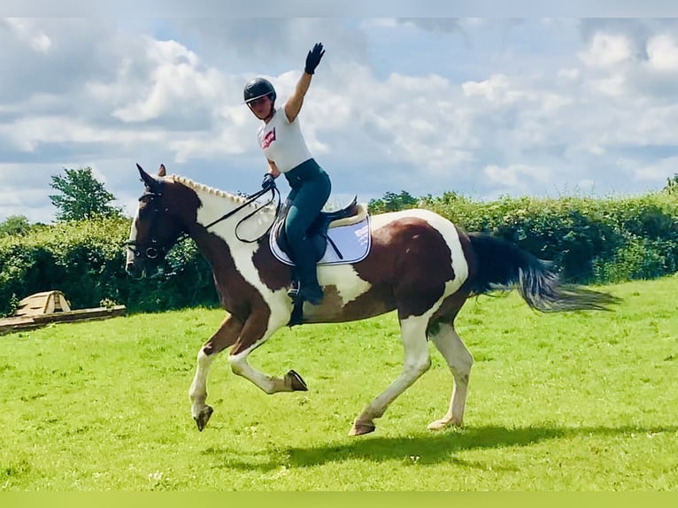 Cavallo sportivo irlandese Giumenta 5 Anni Pezzato in Mountrath
