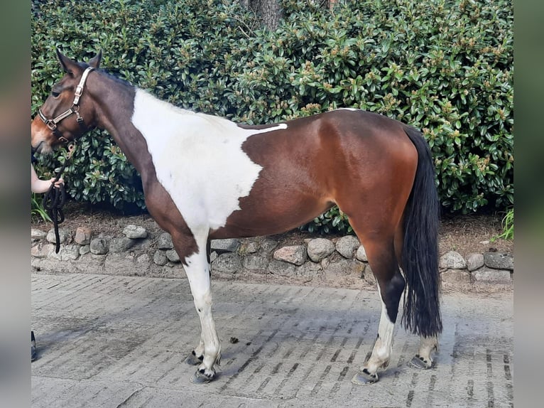 Cavallo sportivo irlandese Giumenta 6 Anni 152 cm Pezzato in Werlte