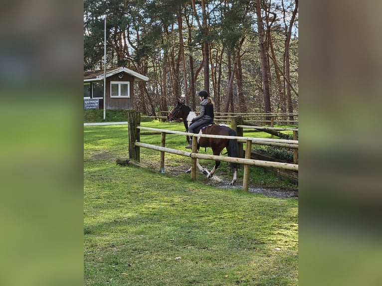 Cavallo sportivo irlandese Giumenta 6 Anni 152 cm Pezzato in Werlte