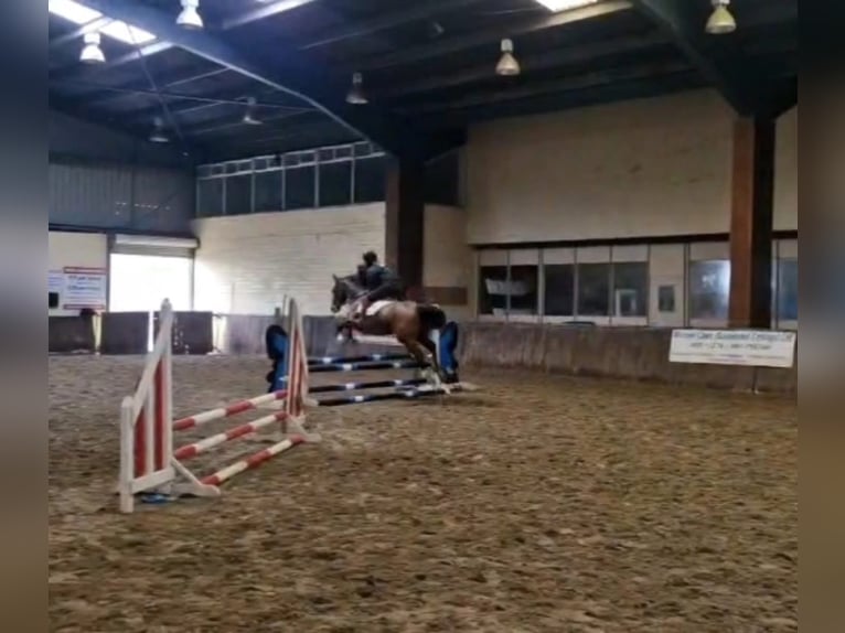 Cavallo sportivo irlandese Giumenta 6 Anni 156 cm Baio ciliegia in Sligo