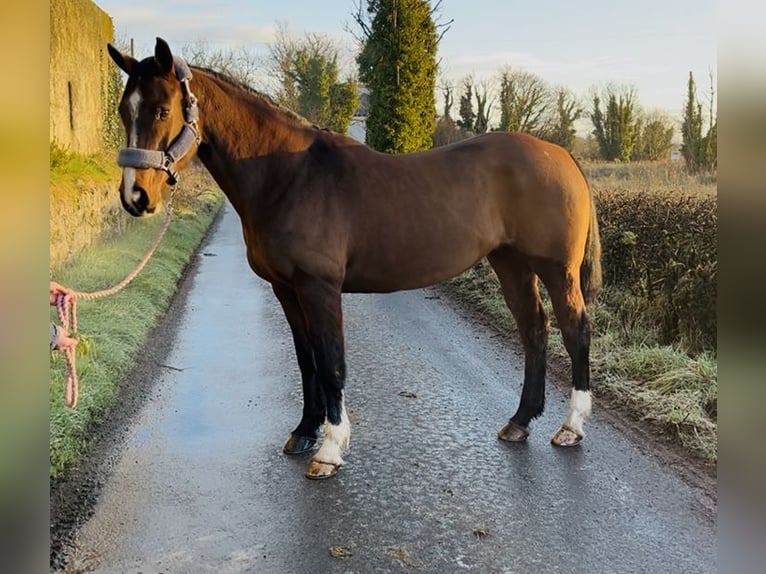 Cavallo sportivo irlandese Giumenta 6 Anni 156 cm Baio ciliegia in Sligo