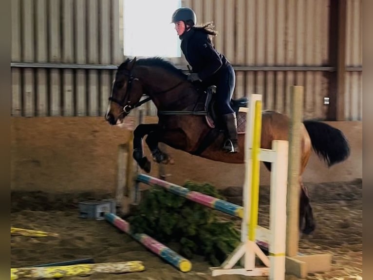 Cavallo sportivo irlandese Giumenta 6 Anni 156 cm Baio ciliegia in Sligo