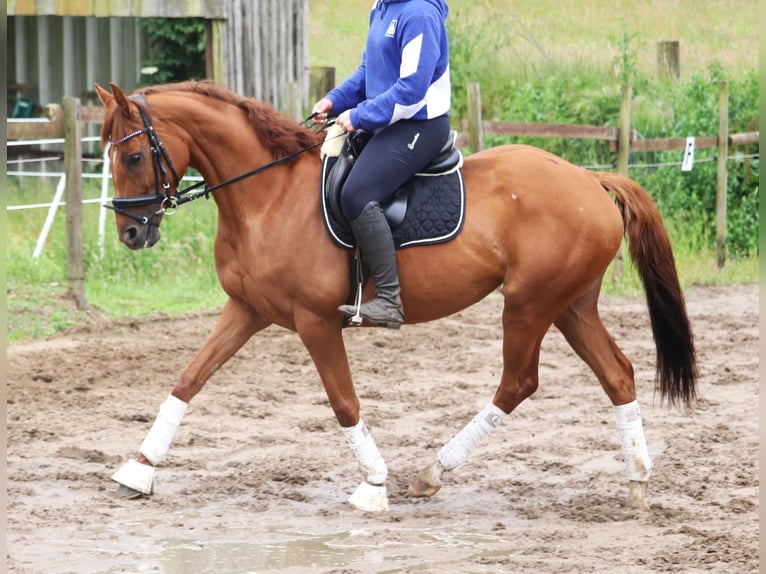 Cavallo sportivo irlandese Mix Giumenta 6 Anni 157 cm Sauro in Uelsen