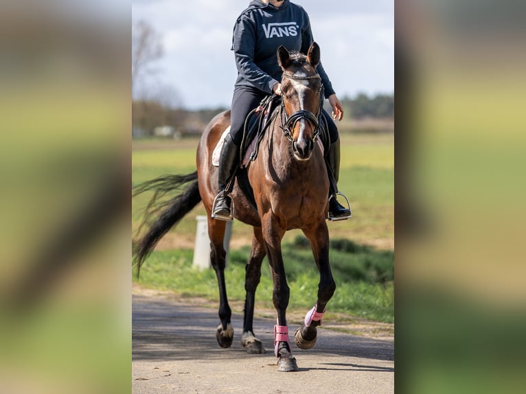 Cavallo sportivo irlandese Mix Giumenta 6 Anni 158 cm Baio in Nettetal
