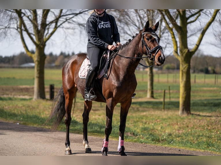 Cavallo sportivo irlandese Mix Giumenta 6 Anni 158 cm Baio in Nettetal