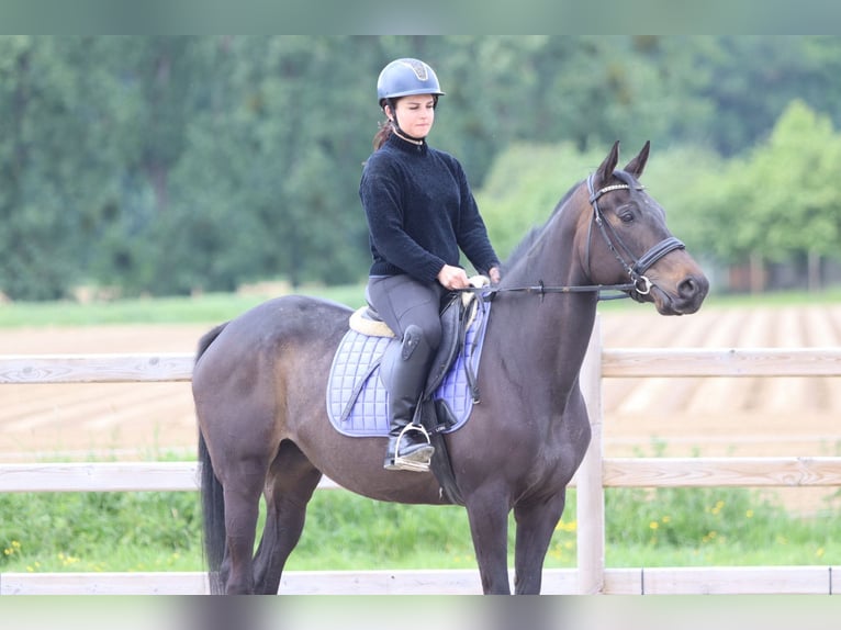 Cavallo sportivo irlandese Giumenta 6 Anni 158 cm Morello in Pepingen