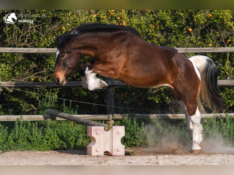 Cavallo sportivo irlandese Mix Giumenta 6 Anni 158 cm Pezzato in Menorca