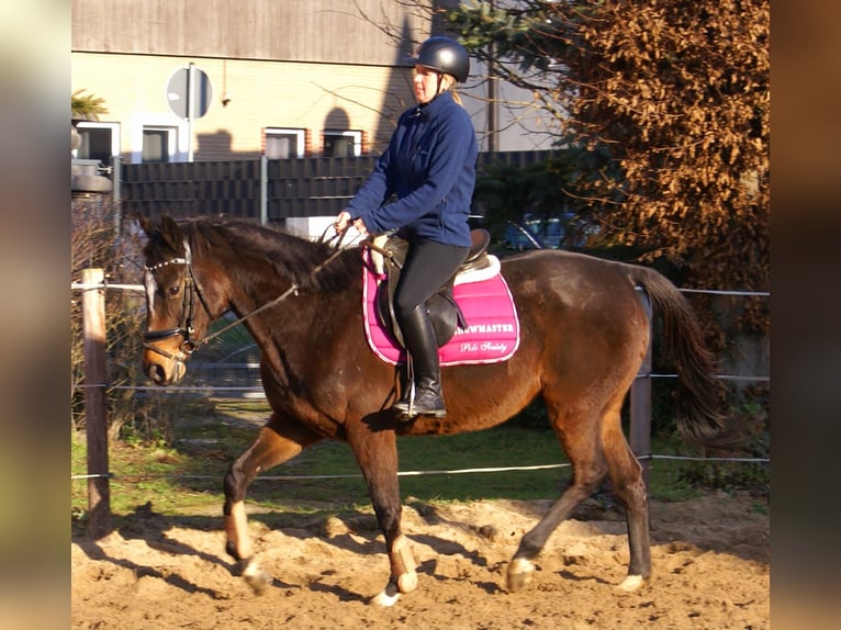 Cavallo sportivo irlandese Giumenta 6 Anni 160 cm Baio scuro in Velpke