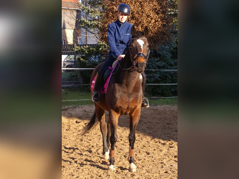 Cavallo sportivo irlandese Giumenta 6 Anni 160 cm Baio scuro in Velpke