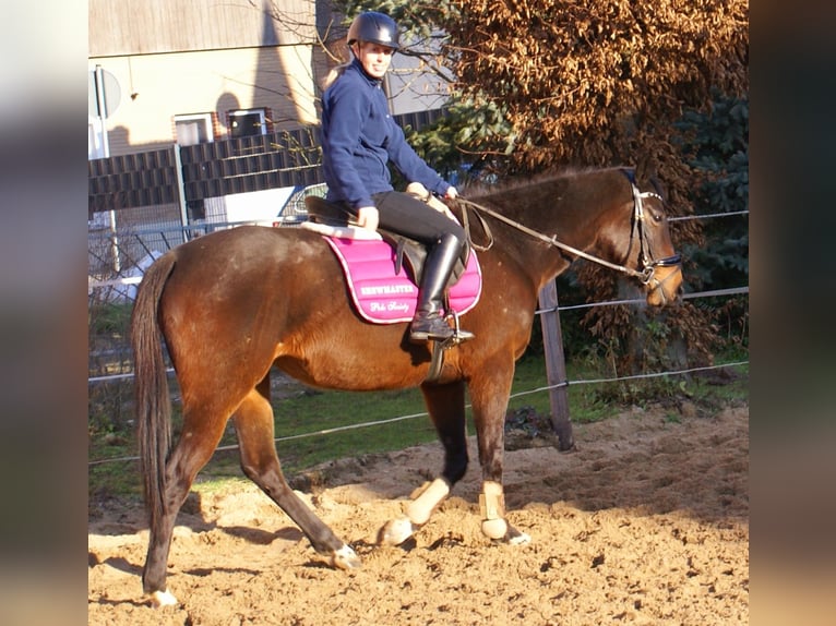 Cavallo sportivo irlandese Giumenta 6 Anni 160 cm Baio scuro in Velpke