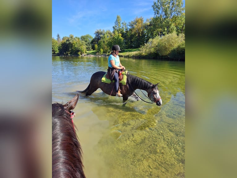 Cavallo sportivo irlandese Giumenta 6 Anni 160 cm Grigio in Murnau am Staffelsee
