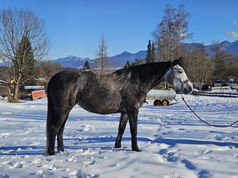 Cavallo sportivo irlandese Giumenta 6 Anni 160 cm Grigio in Murnau