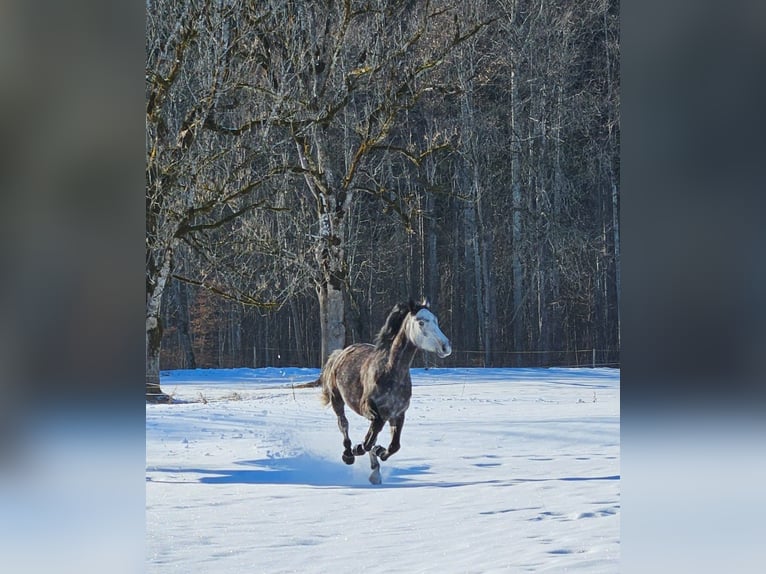 Cavallo sportivo irlandese Giumenta 6 Anni 160 cm Grigio in Murnau