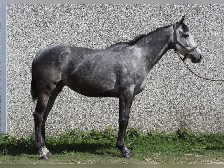 Cavallo sportivo irlandese Mix Giumenta 6 Anni 160 cm Leardo in Dorst