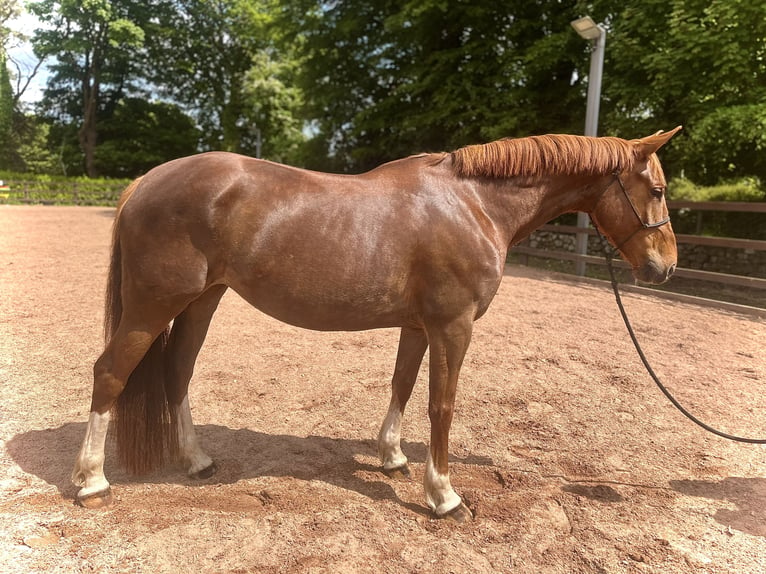 Cavallo sportivo irlandese Giumenta 6 Anni 160 cm Sauro in Loughrea