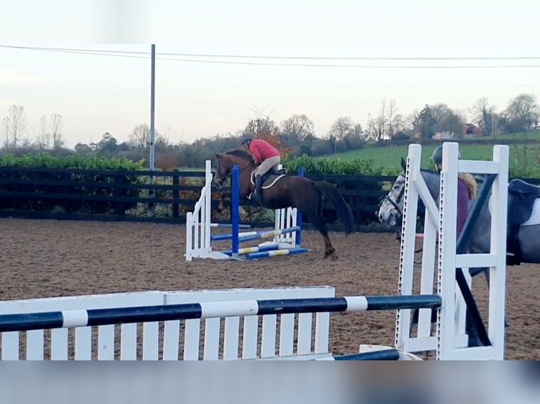 Cavallo sportivo irlandese Giumenta 6 Anni 160 cm Sauro scuro in Co.Leitrim