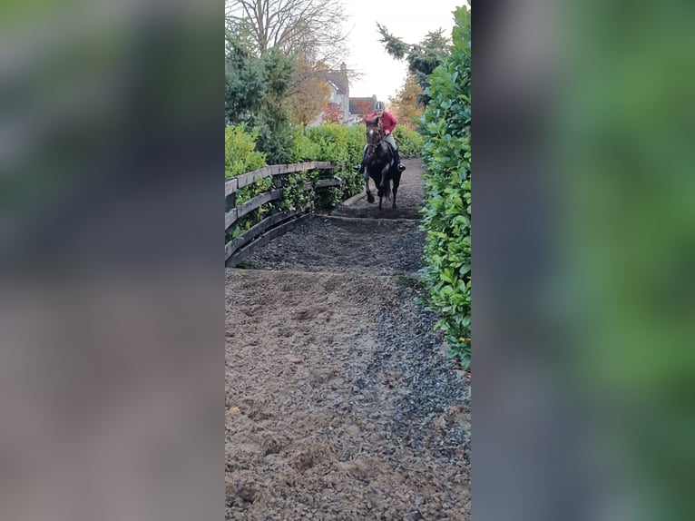 Cavallo sportivo irlandese Giumenta 6 Anni 160 cm Sauro scuro in Co.Leitrim