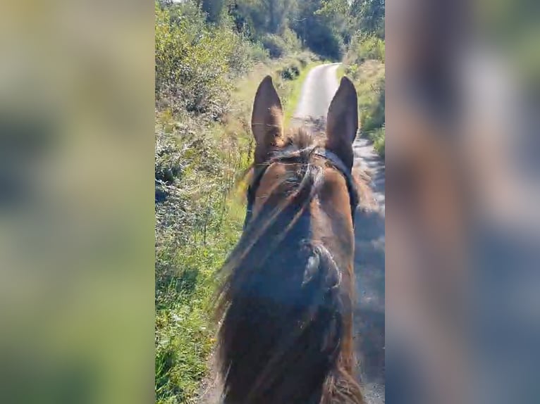 Cavallo sportivo irlandese Giumenta 6 Anni 160 cm Sauro scuro in Co.Leitrim