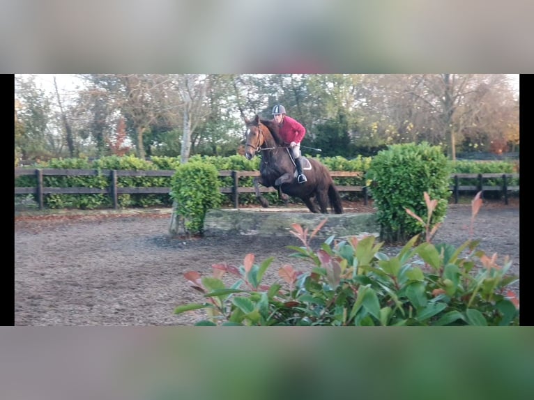 Cavallo sportivo irlandese Giumenta 6 Anni 160 cm Sauro scuro in Co.Leitrim