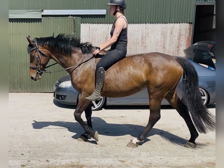Cavallo sportivo irlandese Giumenta 6 Anni 163 cm Baio in Sligo
