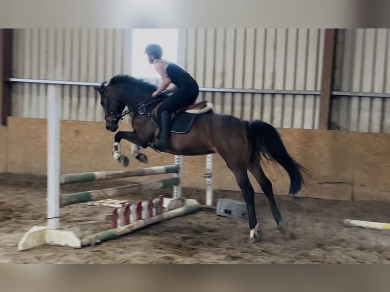 Cavallo sportivo irlandese Giumenta 6 Anni 163 cm Baio in Sligo