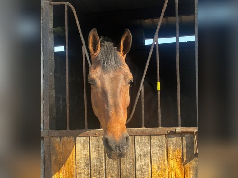 Cavallo sportivo irlandese Giumenta 6 Anni 163 cm Baio in Sligo