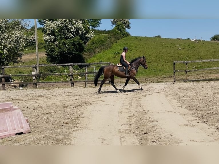 Cavallo sportivo irlandese Giumenta 6 Anni 163 cm Baio in Sligo