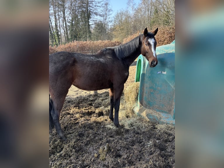 Cavallo sportivo irlandese Giumenta 6 Anni 163 cm Baio in Norderstedt